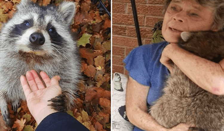 Drei Jahre später besucht Waschbär weiterhin die Frau, die ihn gerettet hat