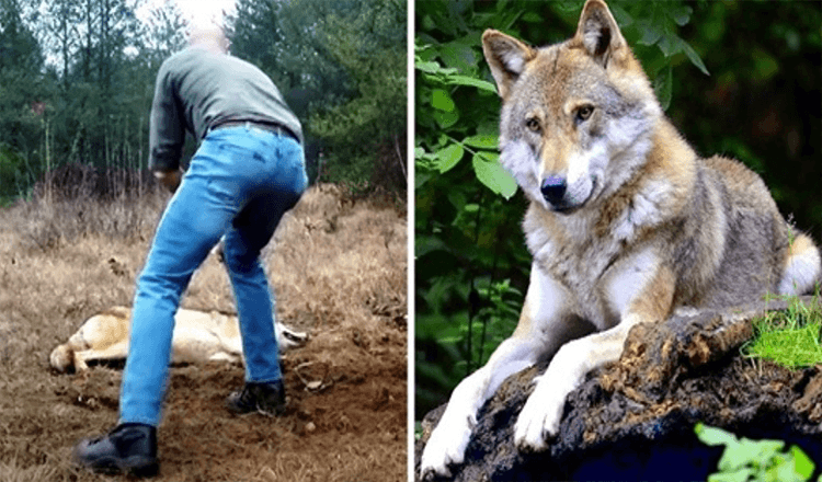 Der Mensch rettet eine sterbende Wölfin und ihre Jungen, Jahre später erwidert der Wolf den Gefallen