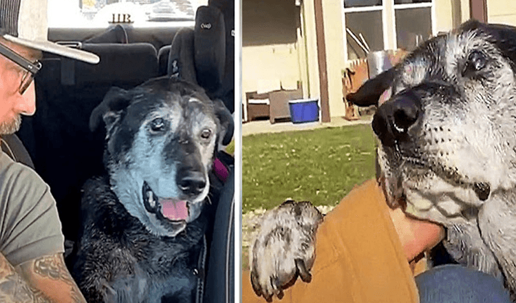 Herumgeworfener älterer Hund legt Pfote auf den Arm eines Mannes und bittet verzweifelt um etwas Empathie