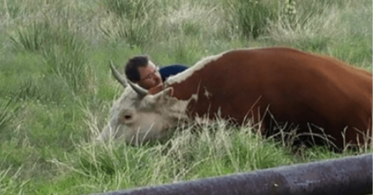 Ein Mann wird vor der Kamera dabei gefilmt, wie er eine verzweifelte Kuh tröstet, nachdem sie ihr Kalb verloren hat