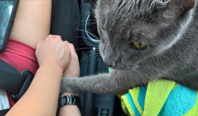 Berührender Moment: Sterbende Katze hält beim letzten Gang zum Tierarzt die Hand ihres Besitzers