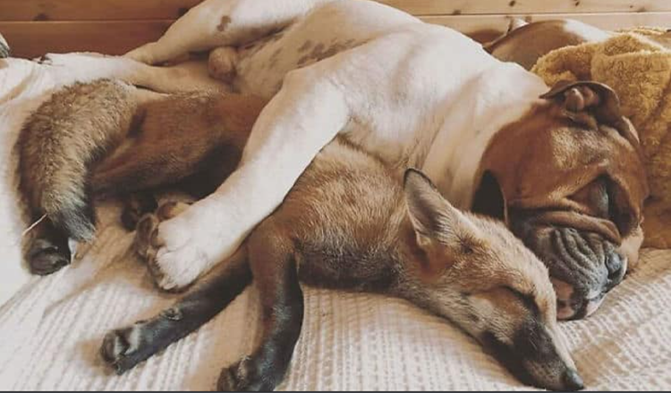 Ein Rettungsfuchs und eine Bulldogge werden unzertrennlich und bilden eine echte „Der Fuchs und der Hund“-Freundschaft