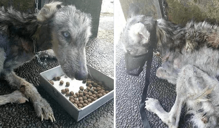 Typ findet zurückgelassene Haut und Knochen von Husky und hilft ihm, sich zu erholen