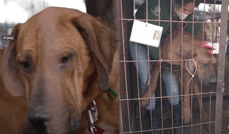 Robin, der letzte Hund, der aus der Fleischfarm gerettet wurde, hatte Angst, seinen Zwinger zu verlassen