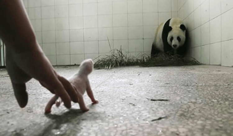 Tierpfleger besorgt Panda wird sein Baby zurückweisen, bis Kameras die Instinkte der Mutter einfangen