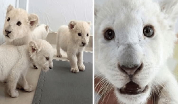 Extrem seltene weiße Löwenvierlinge, die im Safari Park geboren wurden