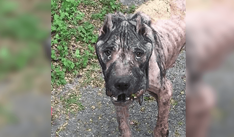 Streunender Hund tritt vor die Haustür eines Mannes und bittet um Hilfe