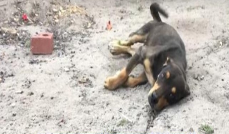 Der behinderte Hund ist der nächste im Euthanasie-Block, wenn er mit dem Schwanz wedelt