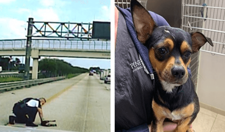 Beamter riskiert sein Leben und rennt auf die stark befahrene Autobahn, um einen Hund zu retten, der von einem Auto angefahren wurde