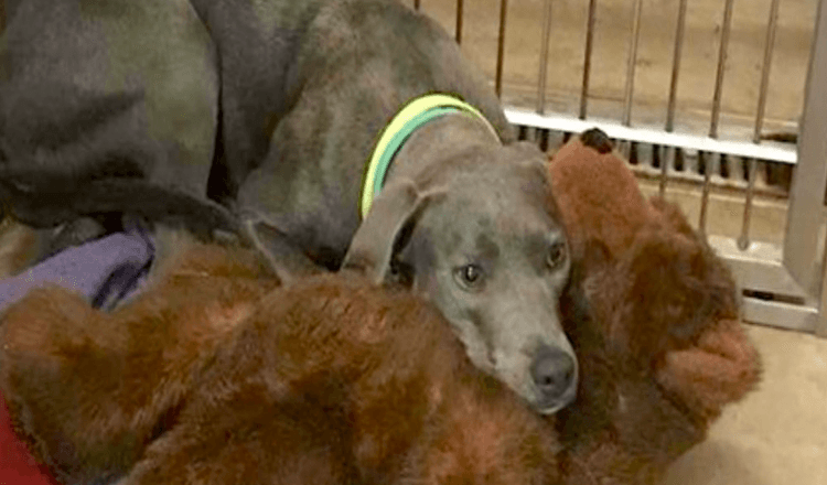 Ein Hund, der zusammen mit ihrem Teddybären abgeladen wurde, bekommt einen neuen Vater, der sie niemals verlassen würde