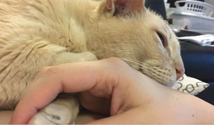 13-jährige Katze aus dem Tierheim wird adoptiert und kann nicht einschlafen, wenn ihr Mensch seine Pfote nicht hält