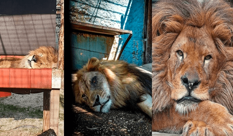 Löwe Bob lebte im schlimmsten Zoo der Welt und wurde gerettet. Jetzt hat er Futter und sie lieben ihn