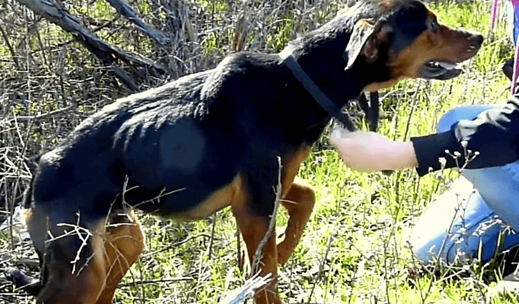 Hund mit gebrochenem Bein erkennt, dass die Frau hier ist, um zu helfen, also springt er in ihre Arme