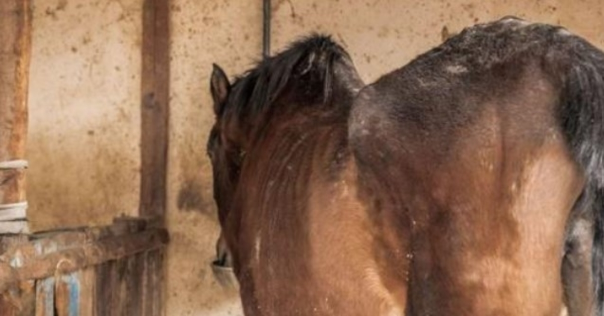 Das hungernde Pferd hatte zu viel Angst, um seinen Rettern in die Augen zu sehen