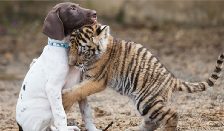 Von seiner Mutter verstoßenes Tigerjunges findet in einem Welpen einen besten Freund