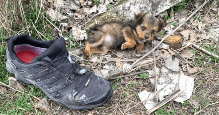 Welpe wird mit Müll rausgeworfen und greift zur Bequemlichkeit in einen alten Schuh