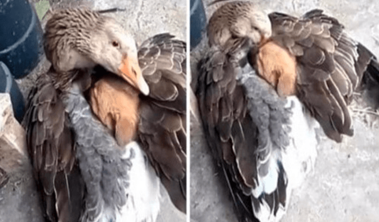 Berührender Moment, wie eine Gans einen Welpen warm hält, nachdem er auf der Straße ausgesetzt wurde