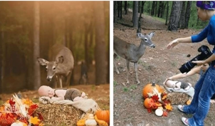 Das Outdoor-Fotoshooting eines kleinen Jungen nimmt eine skurrile Wendung, als ein ungebetener Hirsch auftaucht