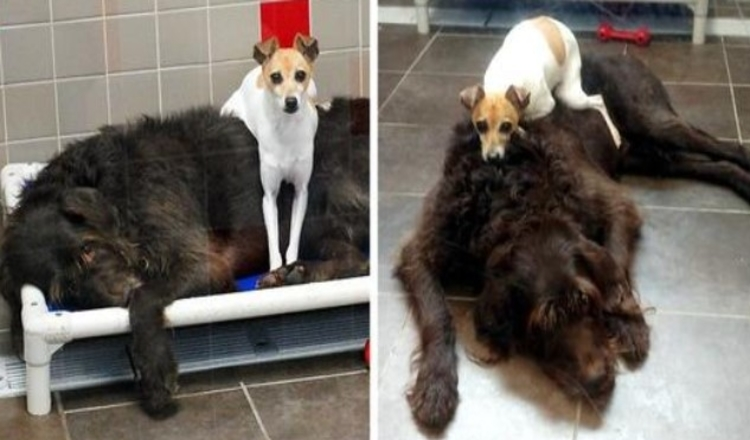 Nachdem sie ihr Zuhause verloren haben, hören diese beiden Hunde nicht auf, im Tierheim zu kuscheln