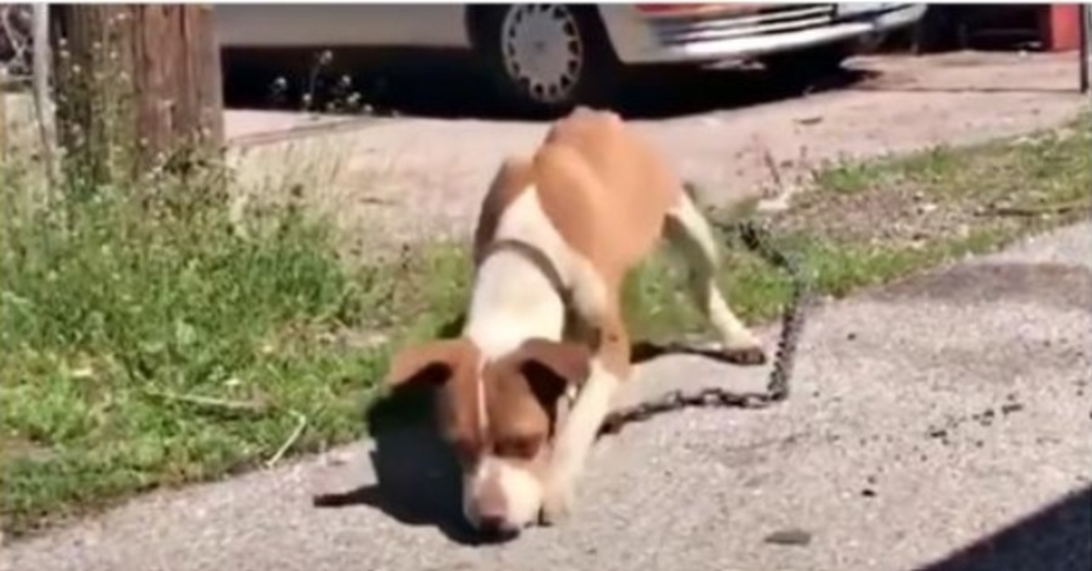 Streuner schleppt ihren dünnen Körper mit einer Kette herum, die schwer genug ist, um ein Auto abzuschleppen