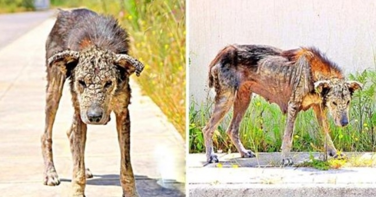 Der Körper eines ungeliebten Hundes wird hart wie Stein, er verliert jegliche Beweglichkeit und wartet auf den Tod