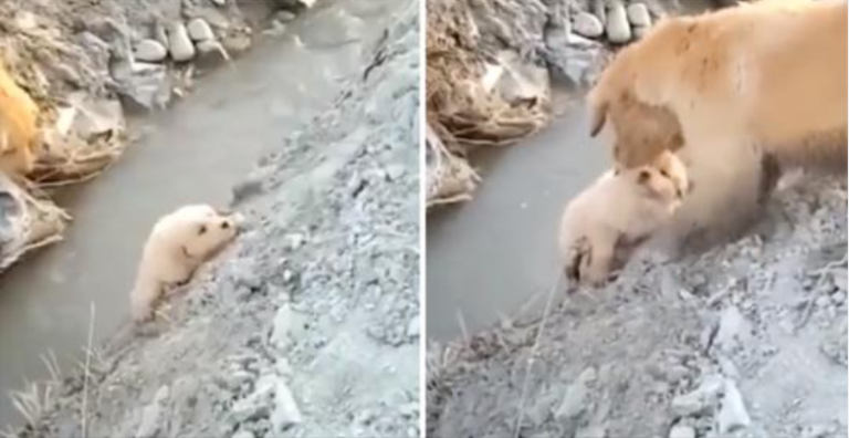 Mama Dog rettet ihren Welpen davor, in einen Graben zu fallen. Sie handelte furchtlos, um ihm zu helfen