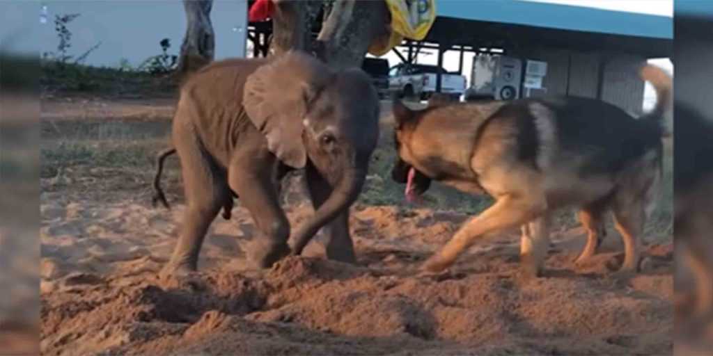 Ein verlassenes Elefantenbaby, das wegen Krankheit aus der Herde geworfen wurde, trifft auf einen Hund, der alles verändert