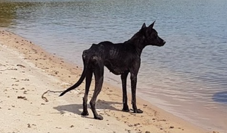 Mann auf Kreuzfahrt im Amazonas-Dschungel findet Hund auf einsamer Insel