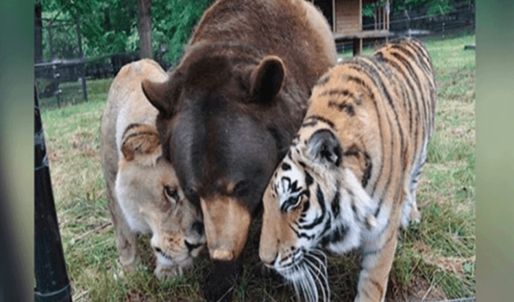 Löwe, Tiger und Bär werden lebenslange Freunde, nachdem sie als Junge gerettet wurden.