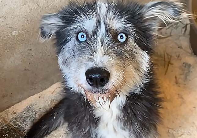 Brave Mama Dog bittet Fremde, ihre Welpen zu retten