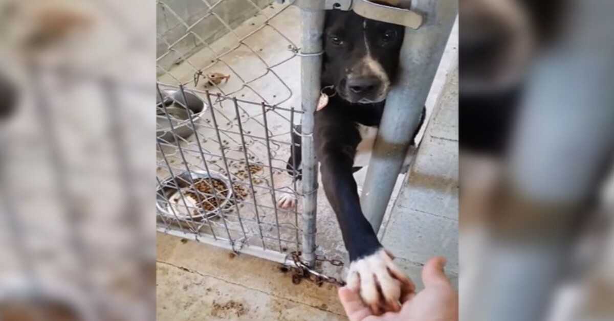 Hund sitzt im Tierheim und bittet darum, die Hand von jedem zu halten, der vorbeikommt