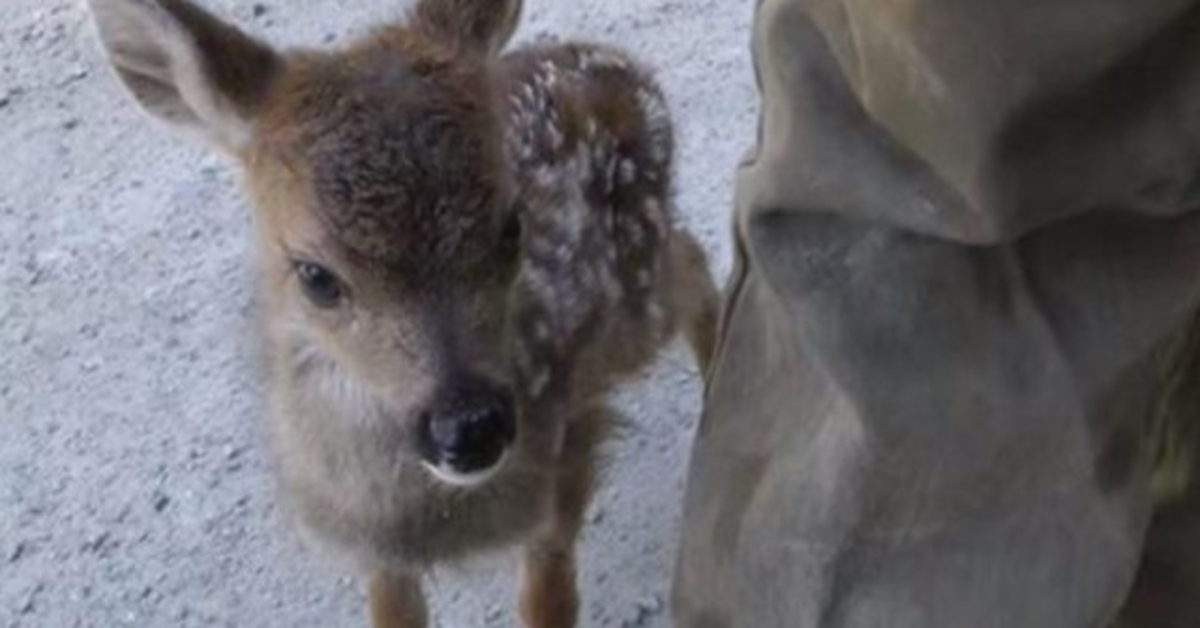 Einsames Rehbaby verwechselt Holzfäller mit ihrer Mutter und wärmt damit das Herz