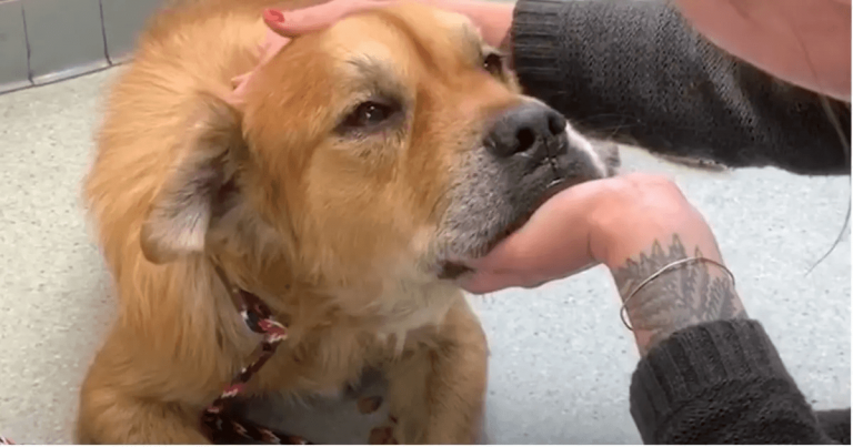 Älterer Hund im Tierheim legt Frau eine Pfote auf und zeigt ihr, dass es Zeit ist