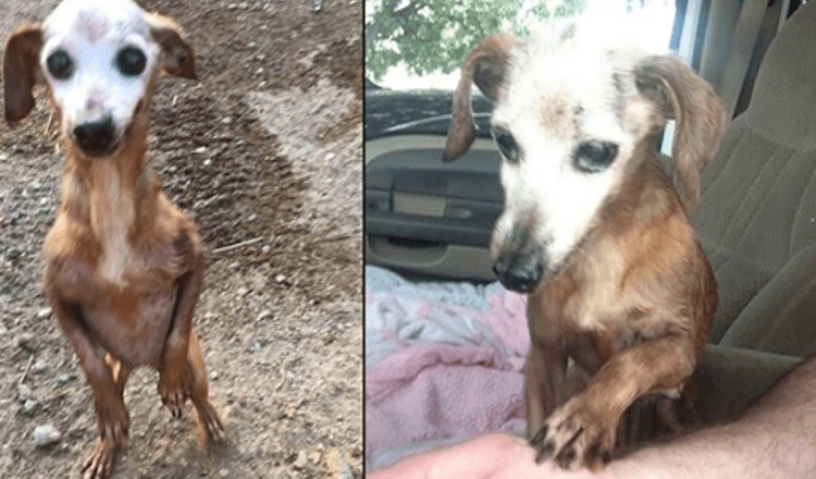 Mann rettet alten Hund von der Autobahn, aber seine Frau sagt ihm, dass sie ihn nicht behalten können