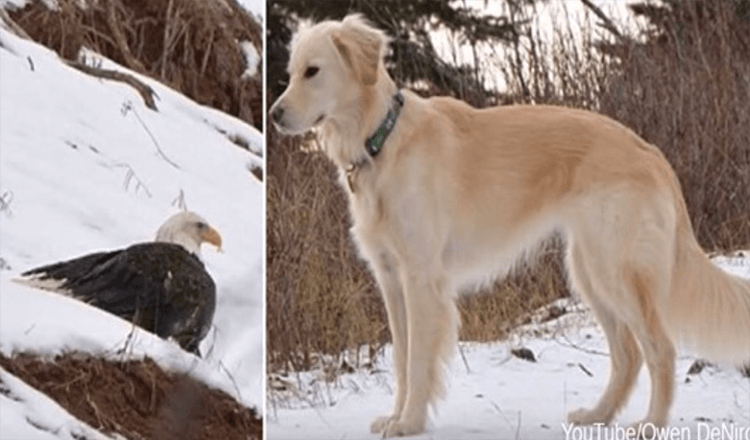 Weißkopfseeadler von Golden Retriever vor dem Erfrieren gerettet