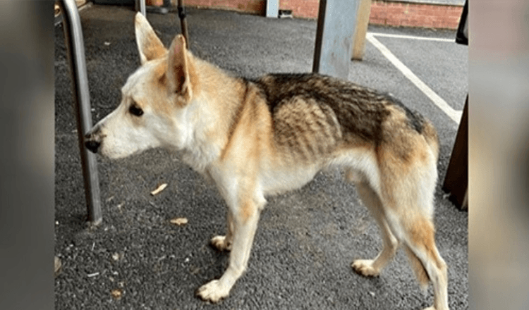 Hund, der seit 8 Jahren vermisst wird, erkennt seinen Vater sofort in emotionaler Wiedervereinigung