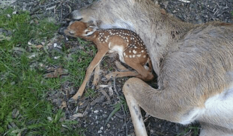 Babyhirsch liegt neben dem Körper seiner Mutter und hofft, dass sie wieder atmen wird