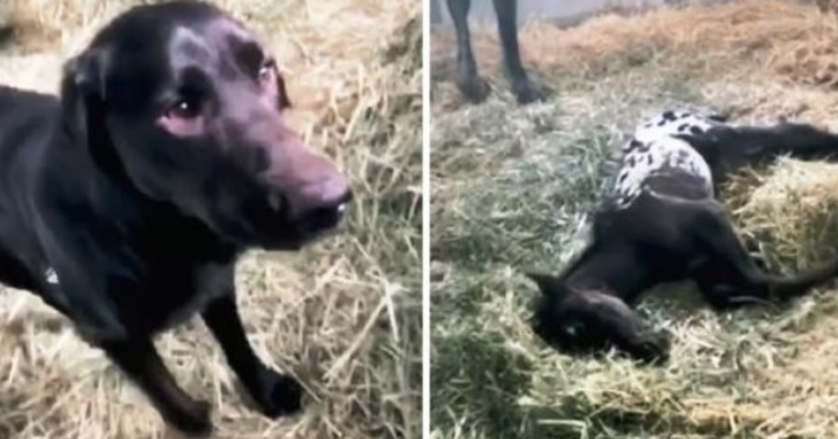 Hund kommt angerannt, um neugeborenes Fohlen zu begrüßen, aber Fohlen liegt bewegungslos auf dem Boden