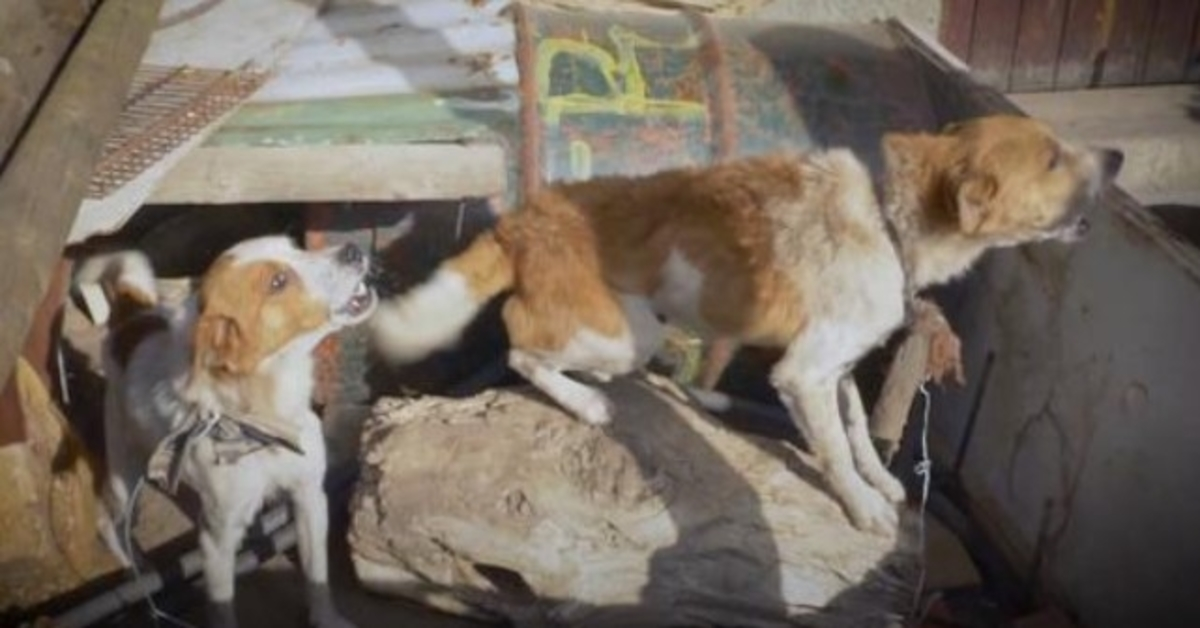 Hunde wurden zwei Jahre lang an einen Baumstamm gebunden, als ein Nagel von oben auftauchte