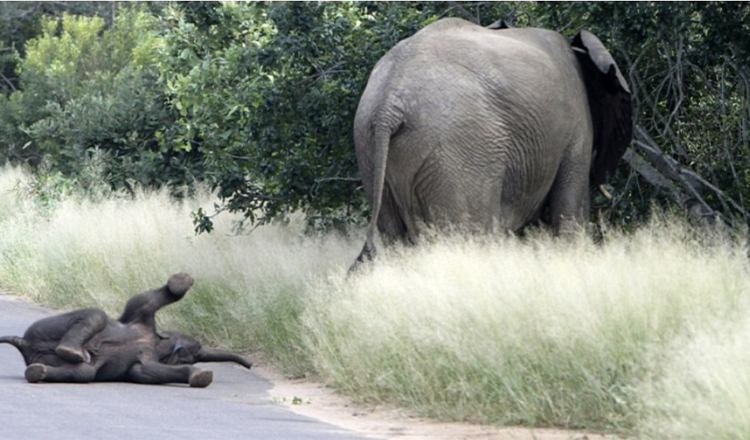 Baby-Elefant wirft den süßesten Wutanfall, der jemals vor der Kamera gefilmt wurde