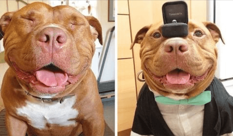 Tierheim-Pitbull hört nicht auf zu lächeln, nachdem er von liebevollen Besitzern gerettet und adoptiert wurde