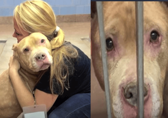 Sie adoptieren einen Hund mit Krebs im Endstadium und machen ihm die letzten Monate seines Lebens zu den glücklichsten