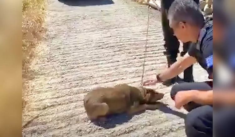 Ein Hund, der sein ganzes Leben an einer Kette verbracht hat, kann jetzt nur noch im Kreis laufen