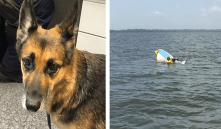 Hund tritt 11 Stunden lang auf Wasser, um den Besitzer zu retten, nachdem sein Boot gesunken ist