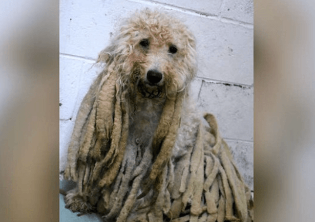 Pudel mit schmutzigen Dreadlocks von vielen Haaren befreit