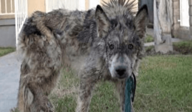 Sie retteten einen vernachlässigten Hund, aber es war kein Hund