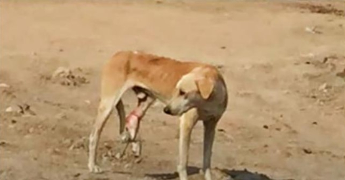 Hungriger Straßenhund mit eingeklemmtem Bein kann seinen Schmerz nicht verstehen und geht an ihm vorbei