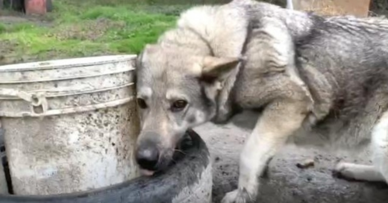 Depressiver „Hinterhof-Hund“ saß so einsam im Schlamm am Ende dieser Kette