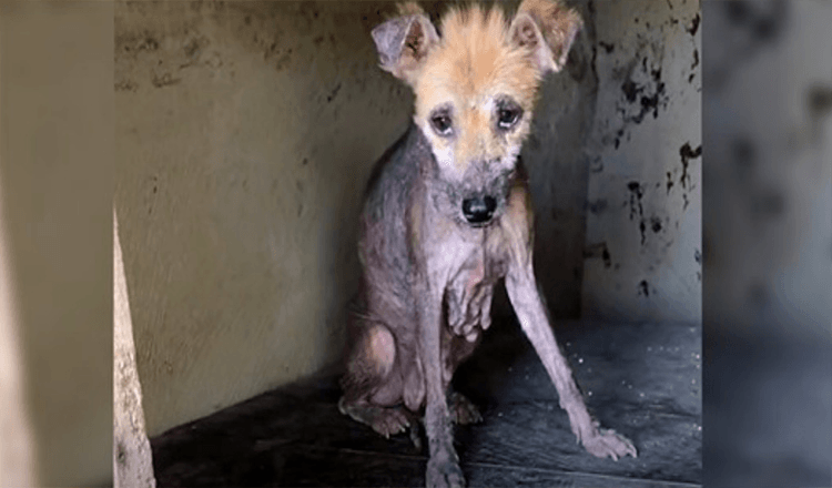 Sie kauerte in einer alten Hundehütte, ihr Körper verfiel, während sie auf Hilfe wartete