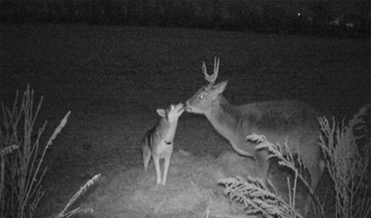 Verlorene Hündin von Wildkamera gefilmt, wie sie ein paar Tage mit ihrem „Buck-Freund“ im Wald verbringt